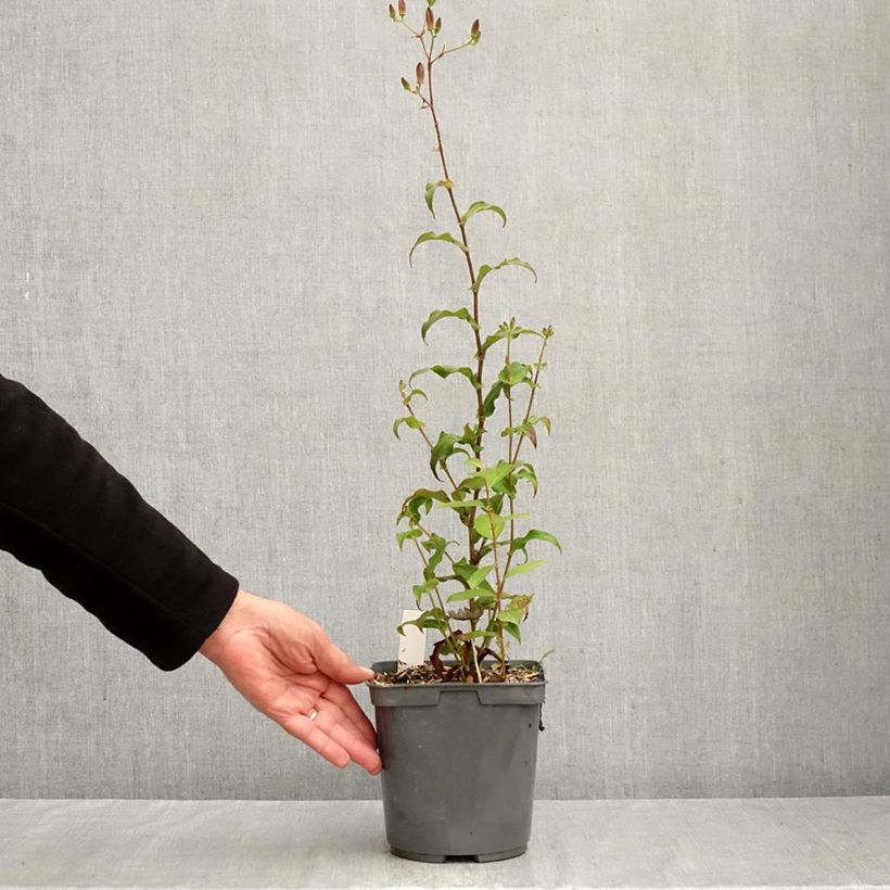 Spécimen de Lys orchidée - Tricyrtis formosana Dark Beauty Pot de 2L/3L tel que livré en automne