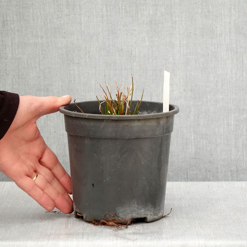 Example of Lys orchidée - Tricyrtis formosana Dark Beauty Pot de 2L/3L as you get in printemps