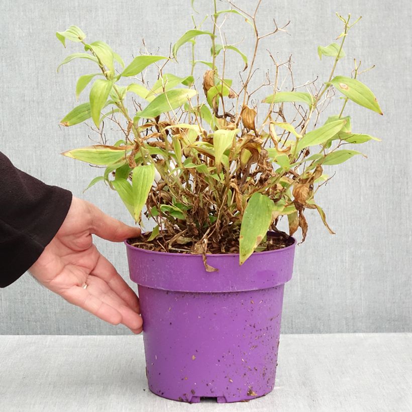 Spécimen de Lys orchidée - Tricyrtis formosana Pink Freckles Pot de 2L/3L tel que livré en automne