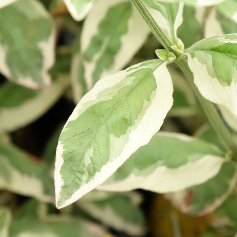 Lysimachia punctata Variegata - Lysimaque ponctuée (Foliage)