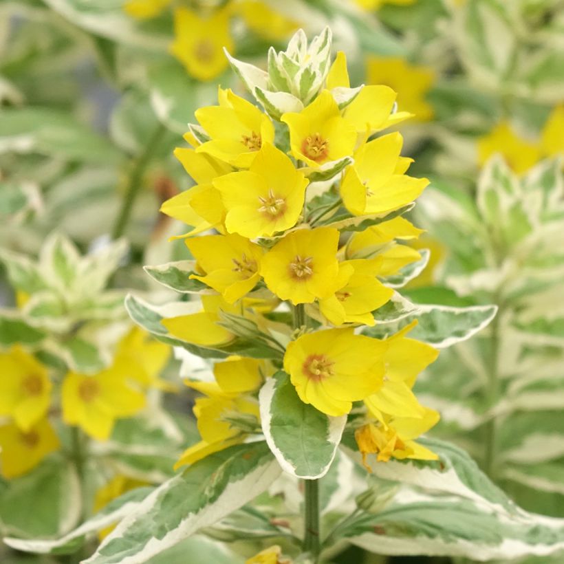 Lysimachia punctata Variegata - Lysimaque ponctuée (Flowering)