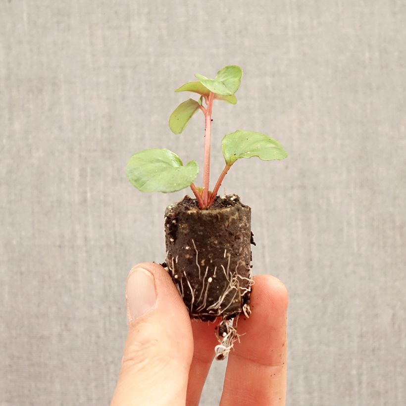 Spécimen de Lysimachia Sunburst - Lysimaque rampante Mini-motte Ø 3/4 cm tel que livré au printemps