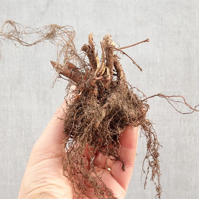 Spécimen de Lythrum salicaria - Salicaire Racines nues tel que livré en hiver