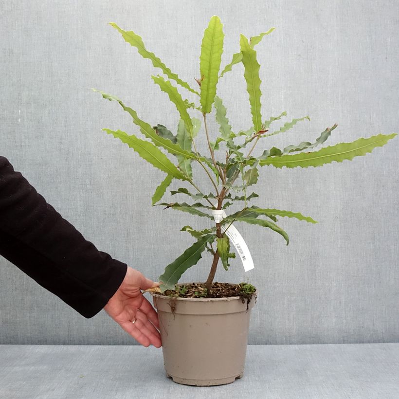 Spécimen de Macadamia Beaumont - Noix de Macadamia Pot de 4L/5L tel que livré au printemps