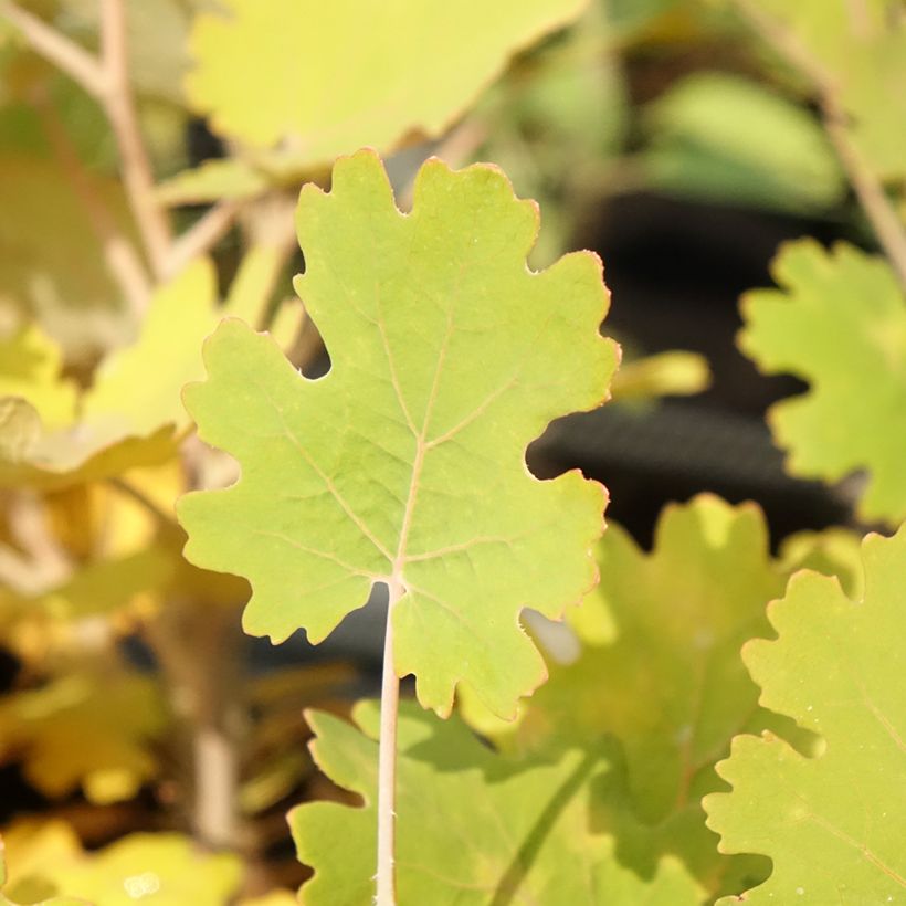 Macleaya microcarpa Kelway's Coral Plume - Bocconie (Feuillage)