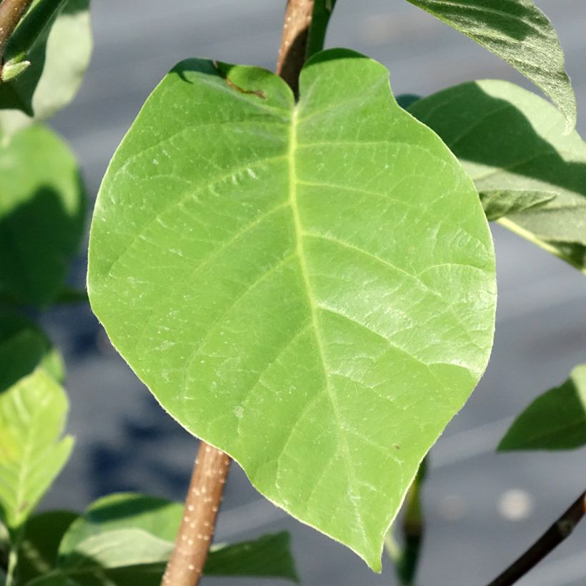 Magnolia acuminata Blue Baby (Feuillage)