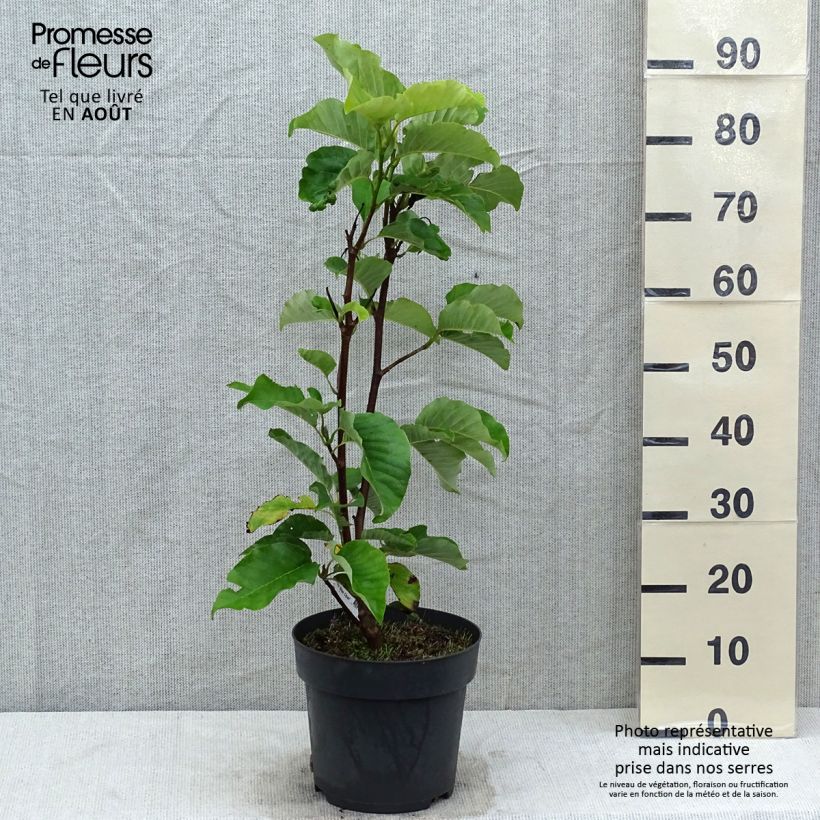 Spécimen de Magnolia acuminata Blue Opal Pot de 7,5L/10L tel que livré en été