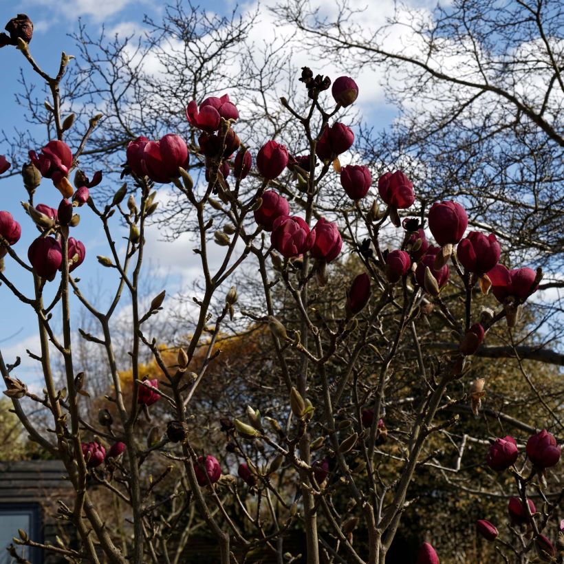 Magnolia Black Tulip (Plant habit)