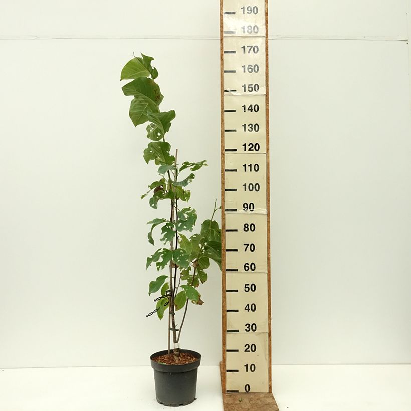 Spécimen de Magnolia Daybreak Pot de 7,5L/10L tel que livré en été