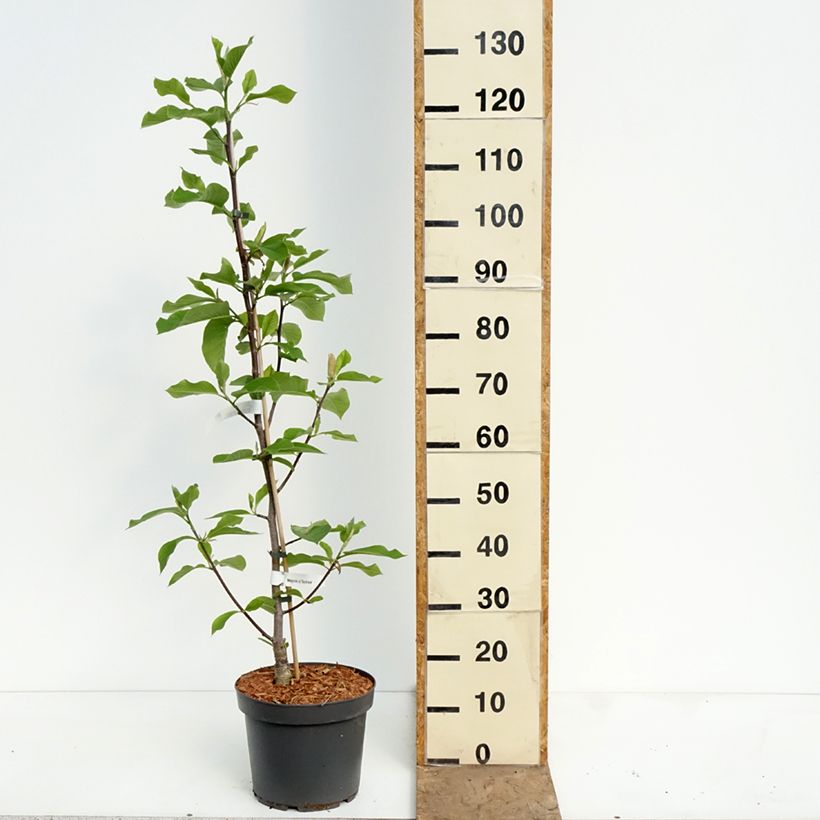 Spécimen de Magnolia Daybreak Pot de 7,5L/10L tel que livré au printemps