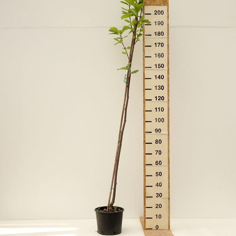 Spécimen de Magnolia denudata Double Diamond - Magnolia Yulan Pot de 7,5L/10L tel que livré au printemps