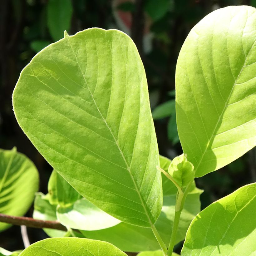 Magnolia denudata Double Diamond - Magnolia Yulan (Feuillage)
