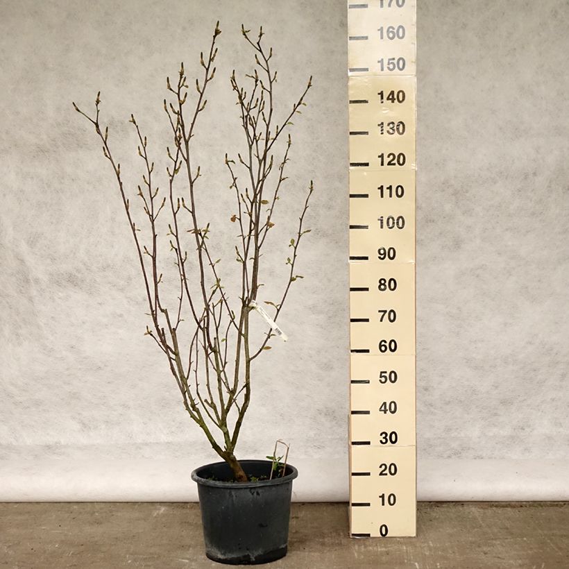 Spécimen de Magnolia denudata Festirose Pot de 7,5L/10L tel que livré au printemps