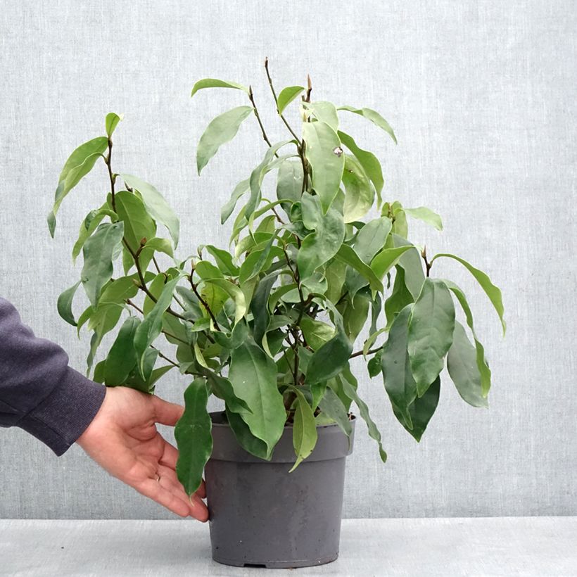 Spécimen de Magnolia figo Stellar Ruby Pot de 3L/4L tel que livré au printemps