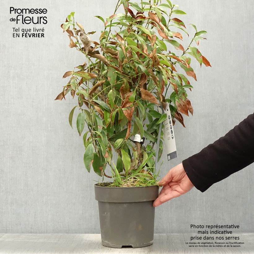 Spécimen de Magnolia figo Stellar Ruby Pot de 6L/7L tel que livré en hiver