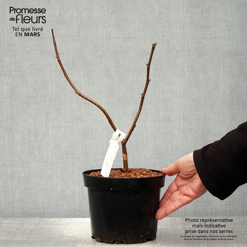Spécimen de Magnolia Flamingo Pot de 3L/4L tel que livré au printemps
