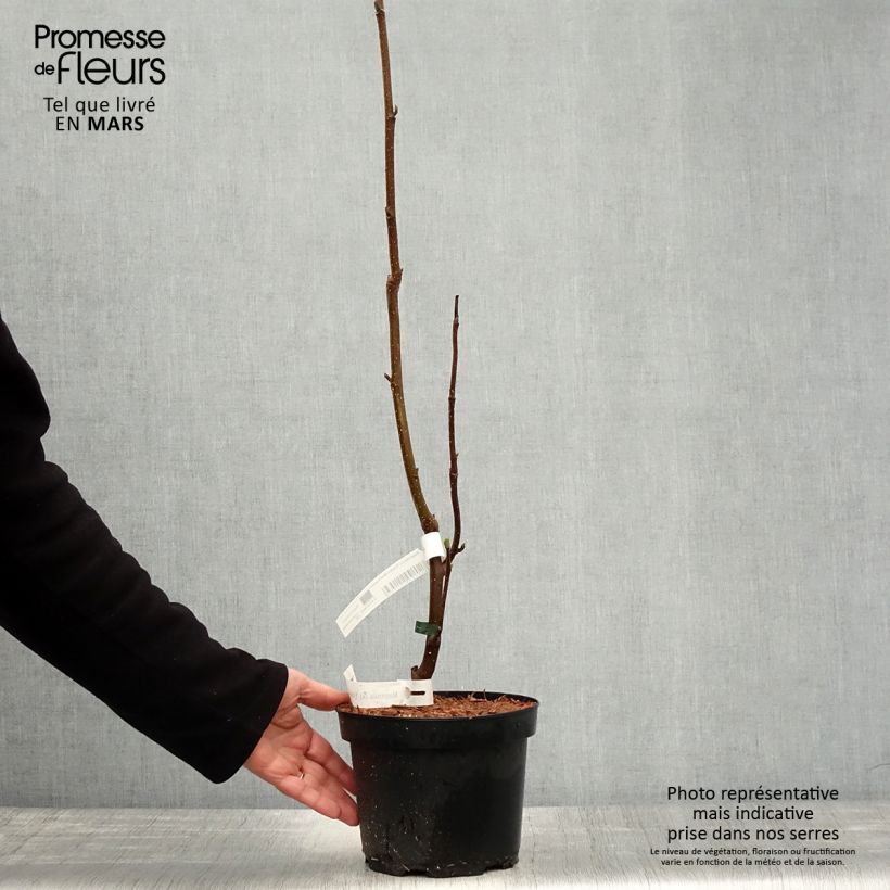 Spécimen de Magnolia Frank's Masterpiece Pot de 3L/4L tel que livré au printemps