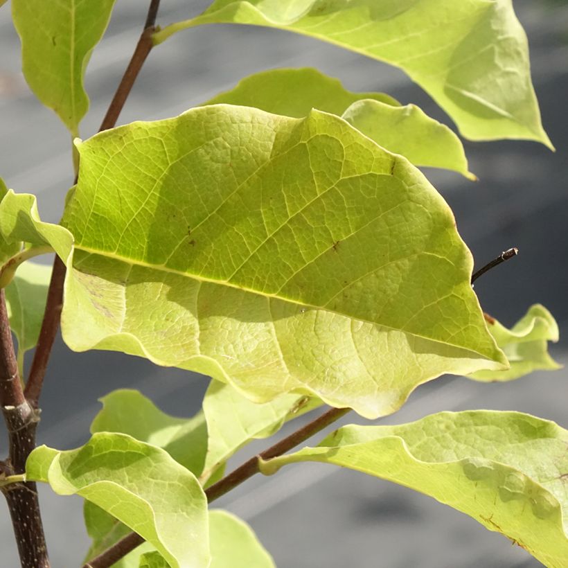 Magnolia Galaxy (Feuillage)