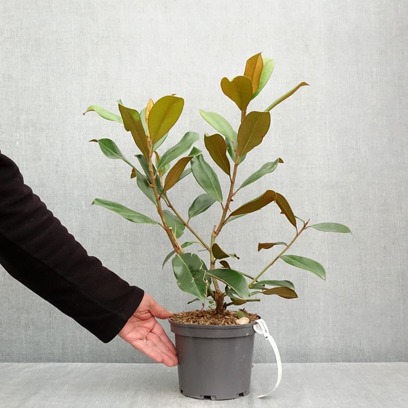 Spécimen de Magnolia grandiflora Double Nantais Pot de 1,5L/2L tel que livré en automne