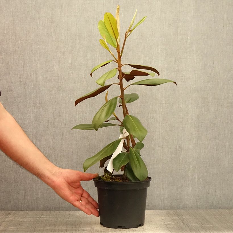 Spécimen de Magnolia grandiflora Double Nantais Pot de 1,5L/2L tel que livré au printemps