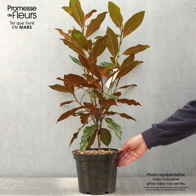 Example of Magnolia grandiflora Kay Parris - Magnolia persistant Pot de 4L/5L as you get in printemps