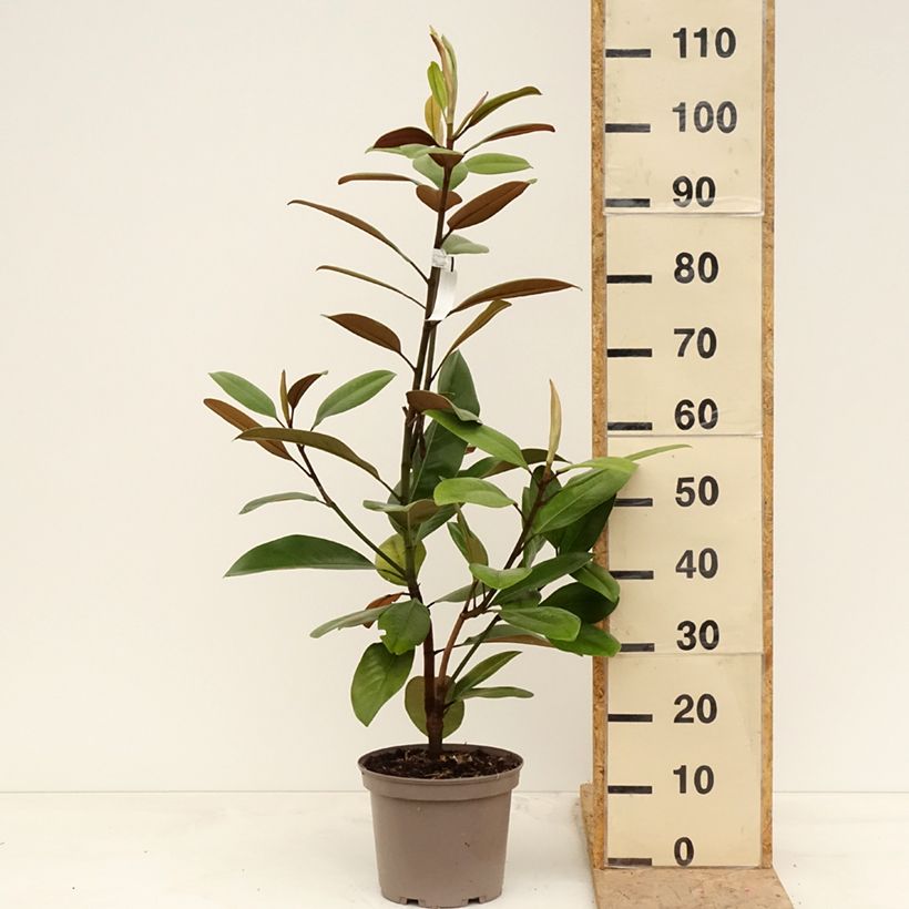 Spécimen de Magnolia grandiflora Mainstreet - Laurier-tulipier Pot de 4L/5L tel que livré au printemps
