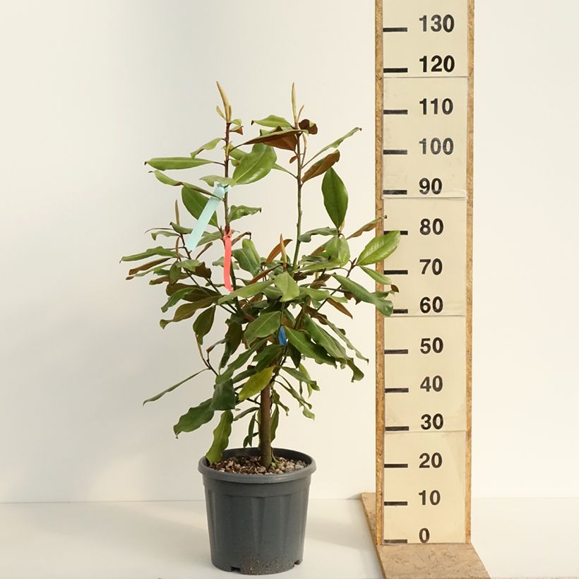 Spécimen de Magnolia grandiflora Nana - Laurier-tulipier Pot de 12L/15L tel que livré au printemps