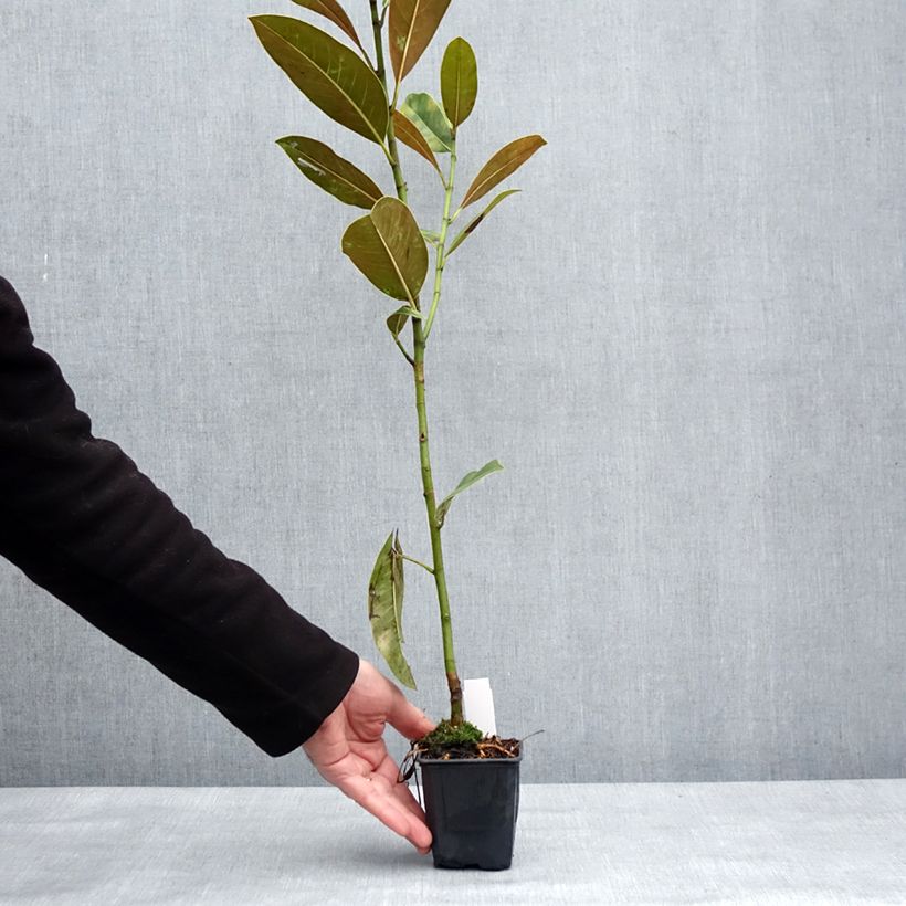 Spécimen de Magnolia grandiflora Victoria - Laurier-tulipier Pot de 10 cm/11cm tel que livré en hiver