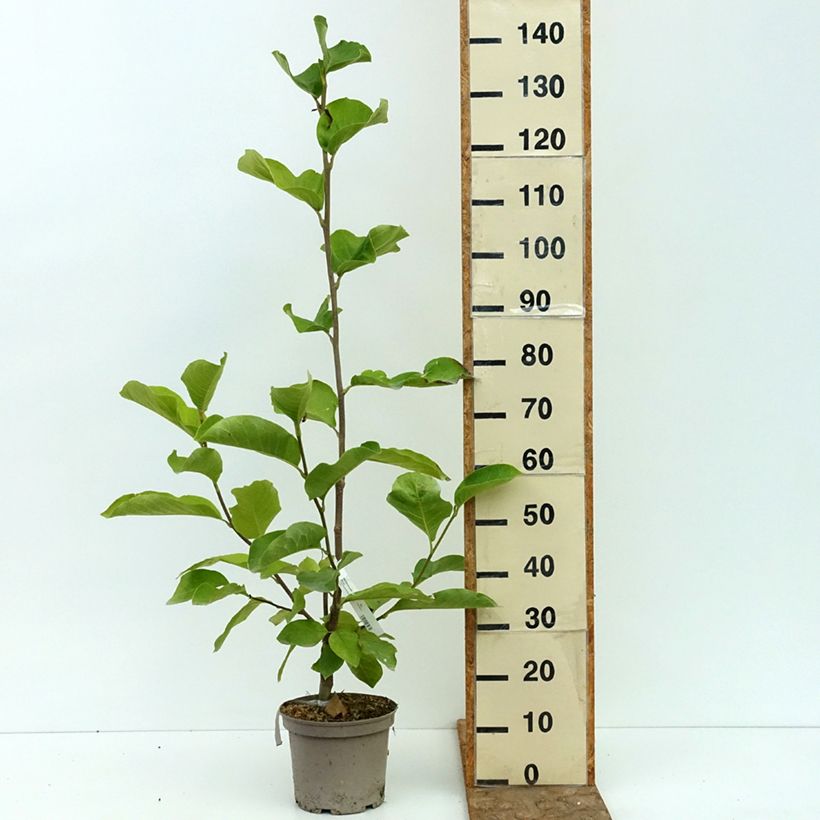 Spécimen de Magnolia greffé Shirazz Pot de 4L/5L tel que livré en été