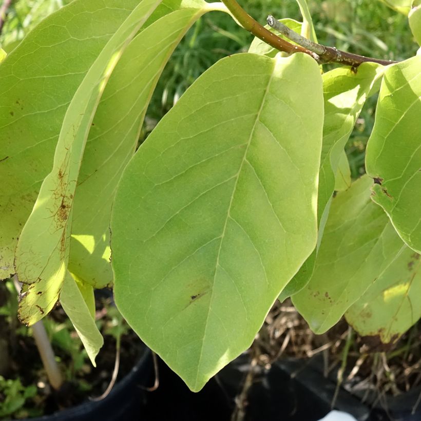 Magnolia greffé Tina durio (Feuillage)