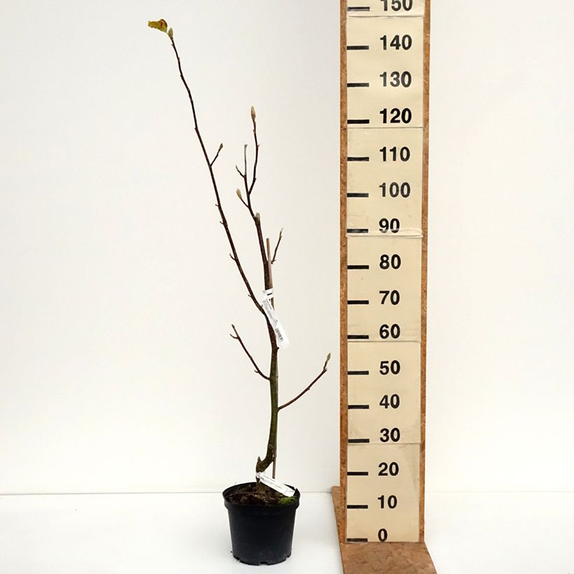 Spécimen de Magnolia greffé Tina durio Pot de 4L/5L tel que livré en automne