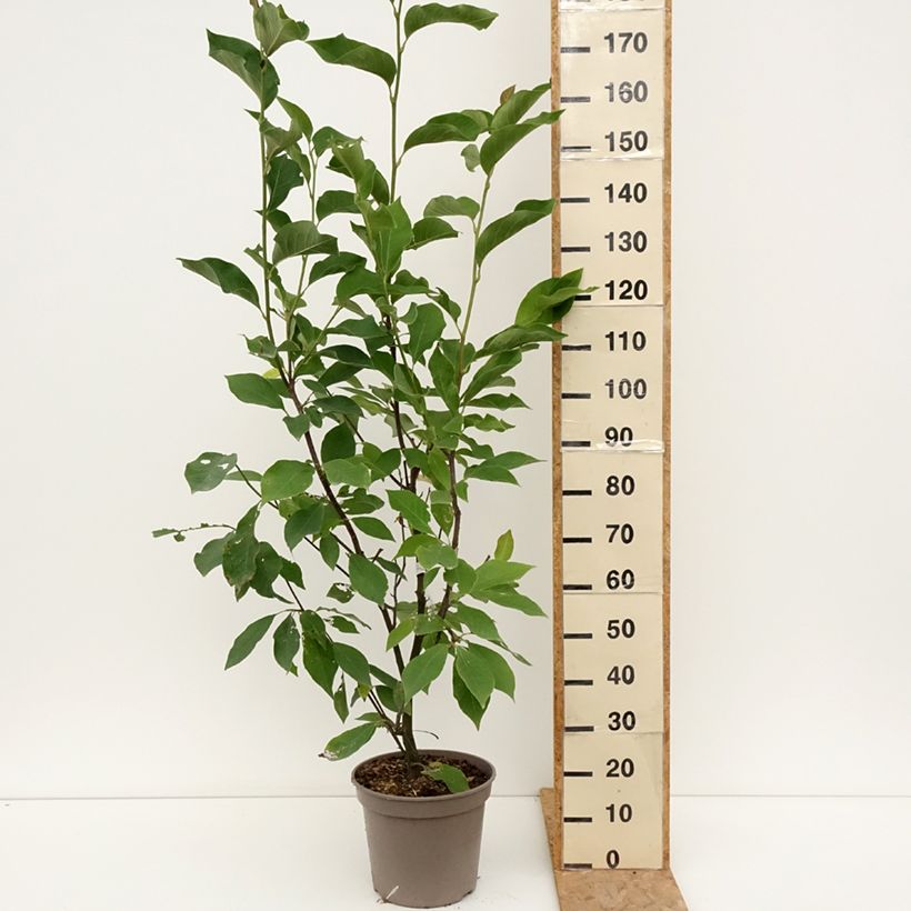Spécimen de Magnolia Heaven Scent  Pot de 12L/15L tel que livré en été