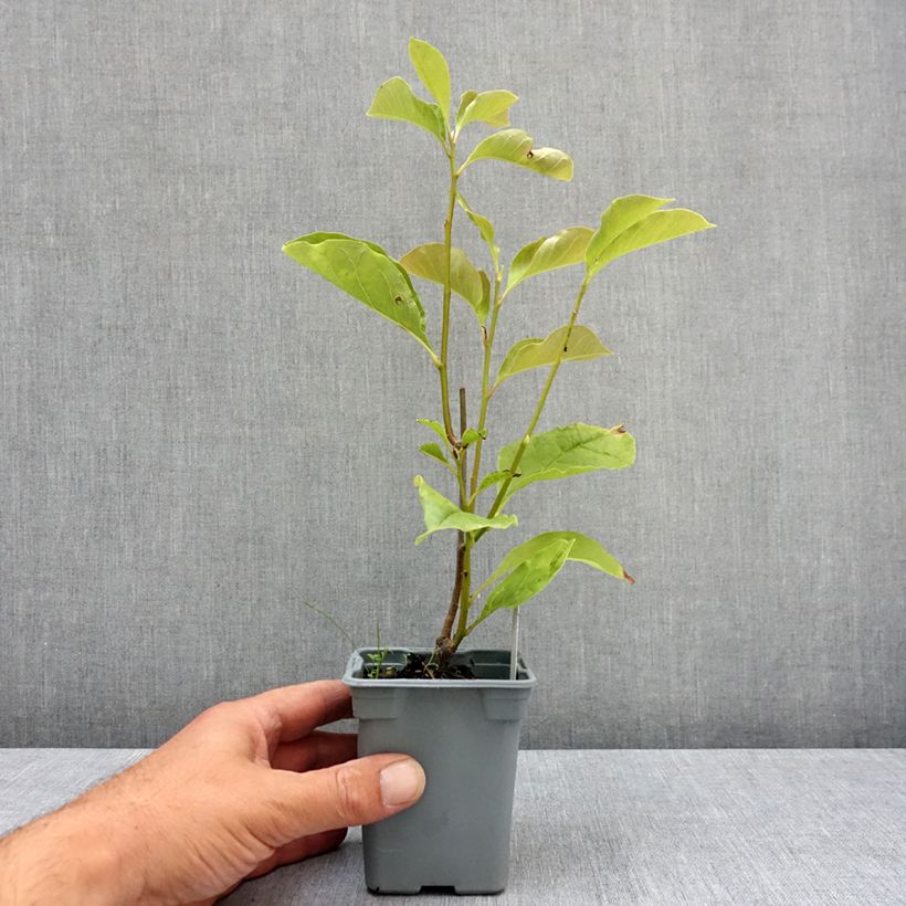 Spécimen de Magnolia liliflora Nigra Pot de 12 cm / 13 cm tel que livré en été