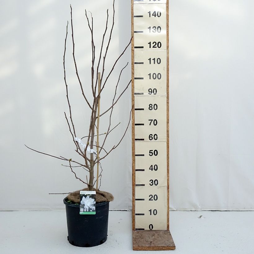 Spécimen de Magnolia loebneri Wildcat Pot de 6L/7L tel que livré en hiver