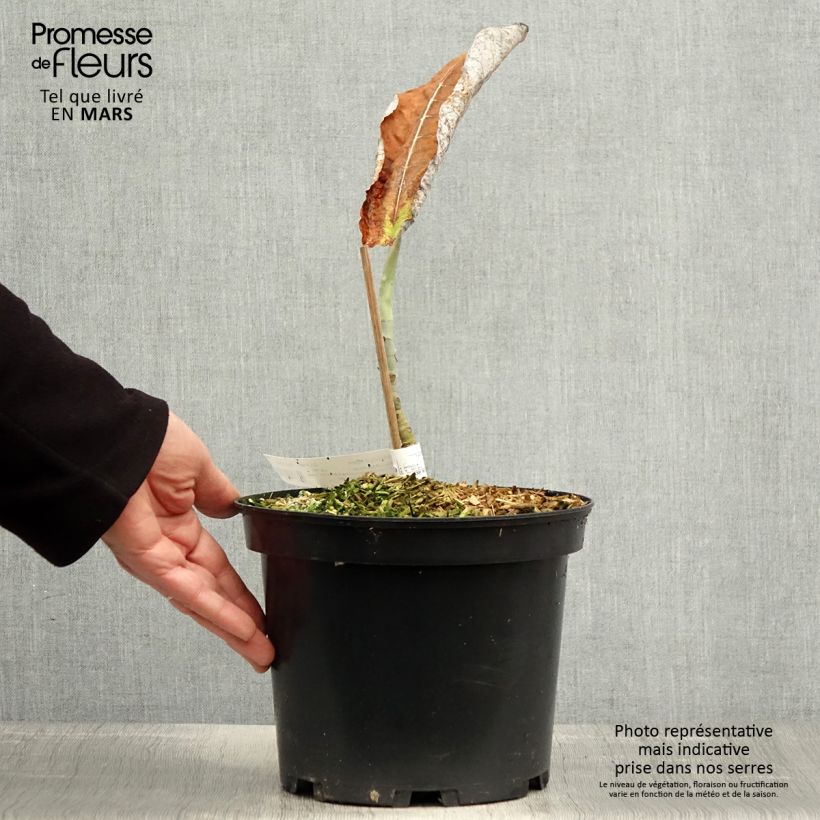 Spécimen de Magnolia macrophylla subsp. ashei - Magnolia à grandes feuilles Pot de 4L/5L tel que livré au printemps