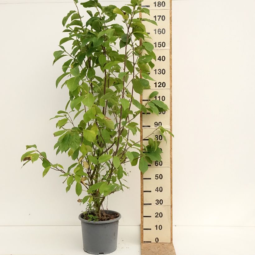 Spécimen de Magnolia - Magnolia x soulangeana Andre Leroy Pot de 7,5L/10L tel que livré en été