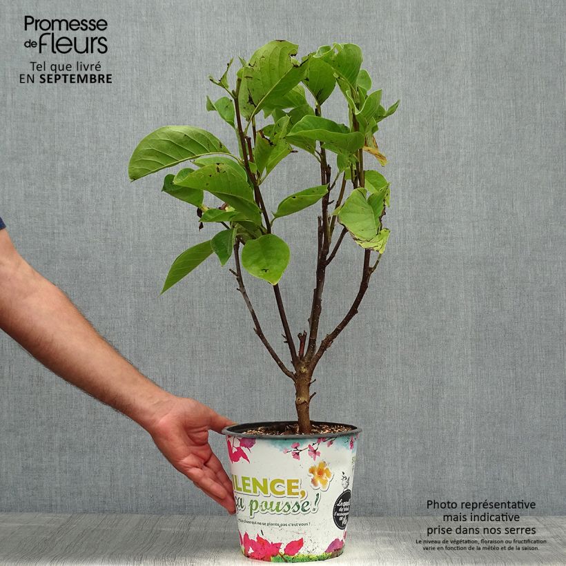 Spécimen de Magnolia Manchu Fan Pot de 4L/5L tel que livré en automne