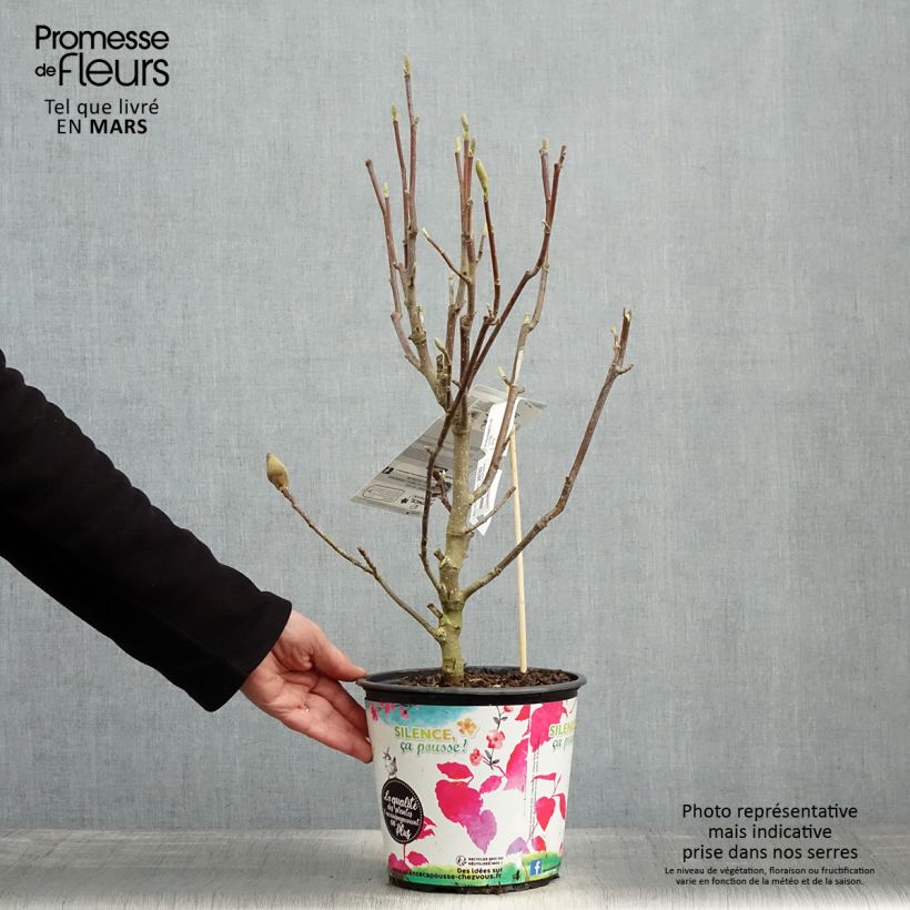 Spécimen de Magnolia Manchu Fan Pot de 4L/5L tel que livré au printemps