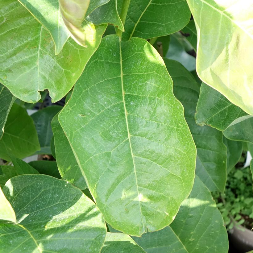 Magnolia Meganolia (Feuillage)