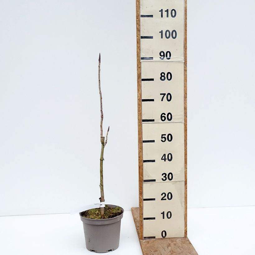 Spécimen de Magnolia officinalis - Magnolia officinal Pot de 4L/5L tel que livré en hiver