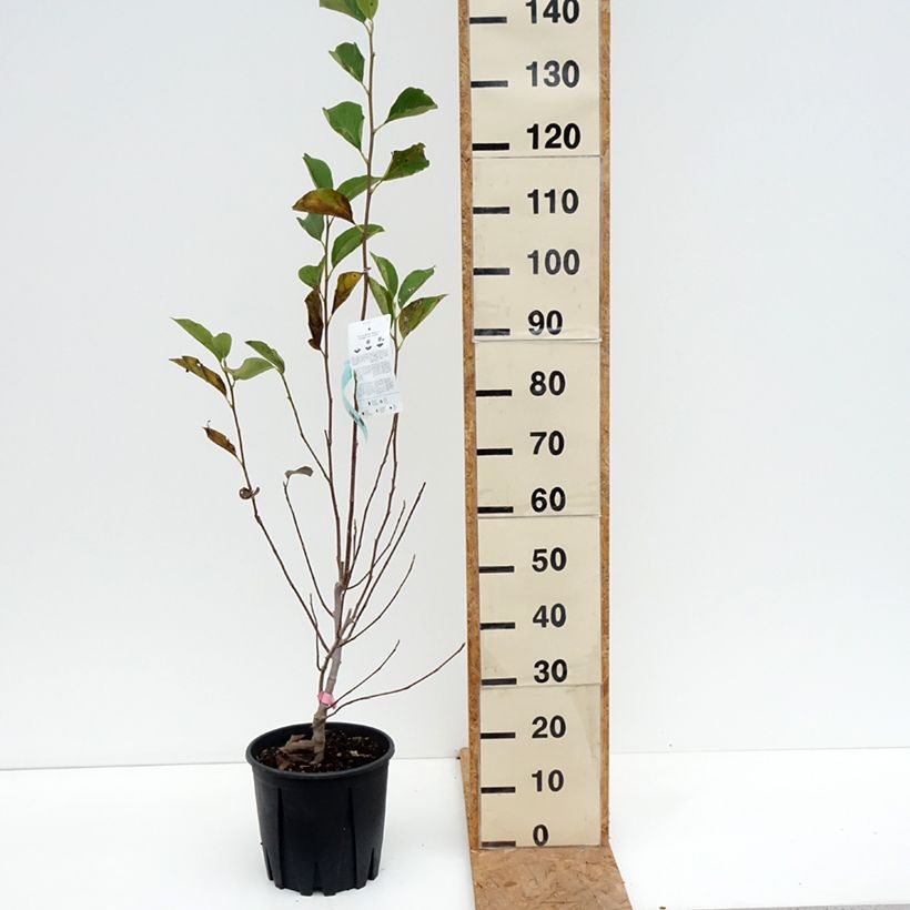Spécimen de Magnolia soulangeana  - Magnolia de Soulange Pot de 7,5L/10L tel que livré en automne