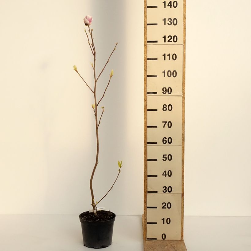 Example of Magnolia soulangeana Rustica Rubra Pot de 3L/4L as you get in printemps