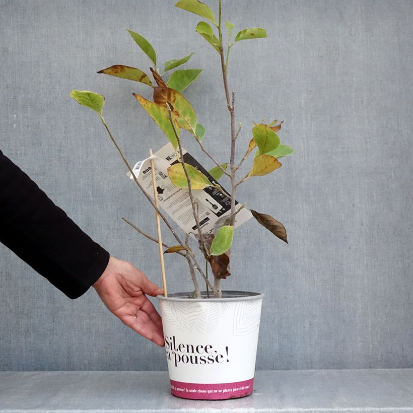 Spécimen de Magnolia soulangeana Rustica Rubra Pot de 3L/4L tel que livré en automne