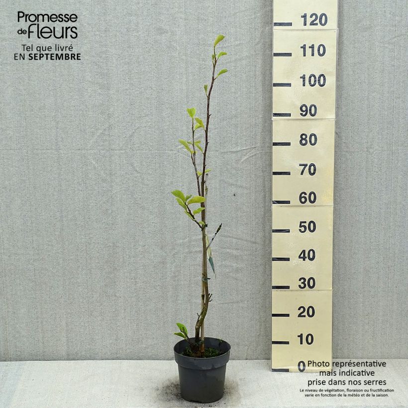 Spécimen de Magnolia soulangeana Satisfaction Pot de 2L/3L tel que livré en été
