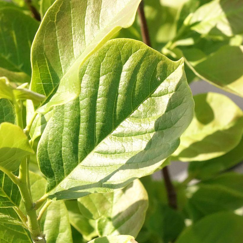 Magnolia soulangeana Satisfaction (Feuillage)