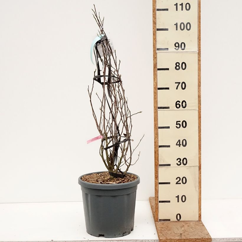 Spécimen de Magnolia stellata Rosea - Magnolia étoilé Pot de 18L/20L tel que livré en hiver