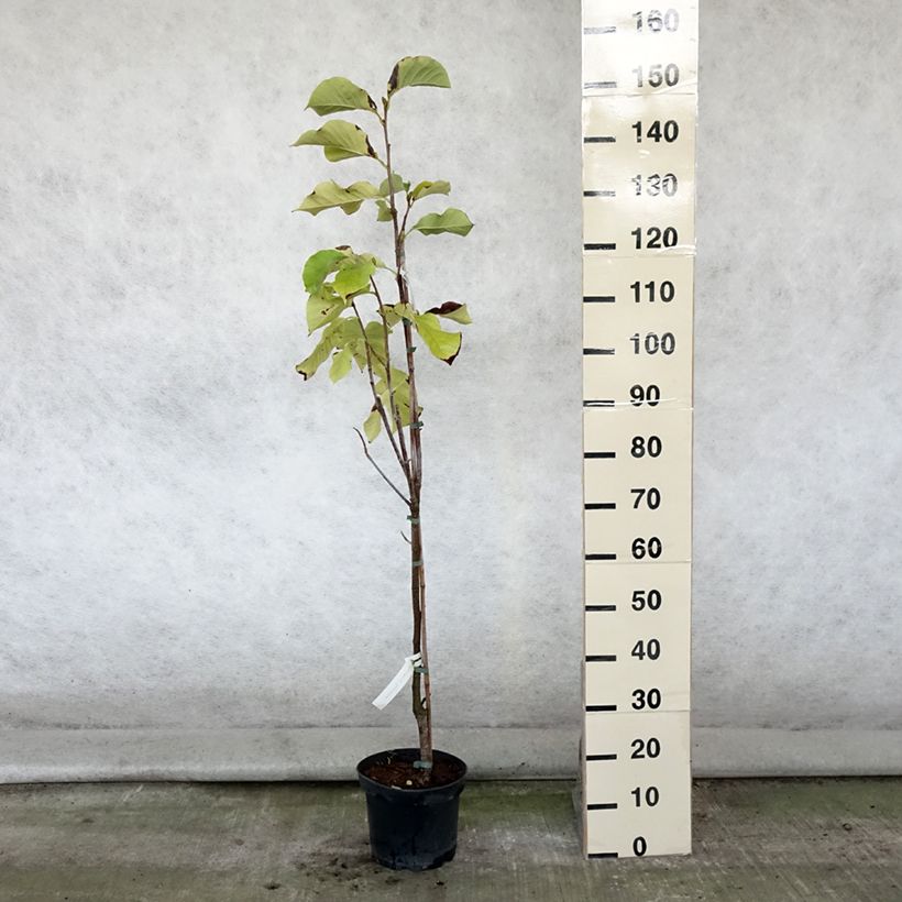 Spécimen de Magnolia Sunsation Pot de 3L/4L tel que livré en été
