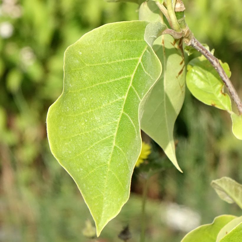 Magnolia Sunsation (Feuillage)