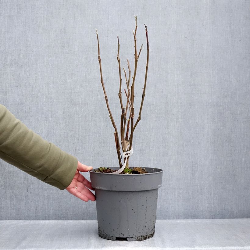 Spécimen de Magnolia Sunspire Pot de 6L/7L tel que livré en hiver