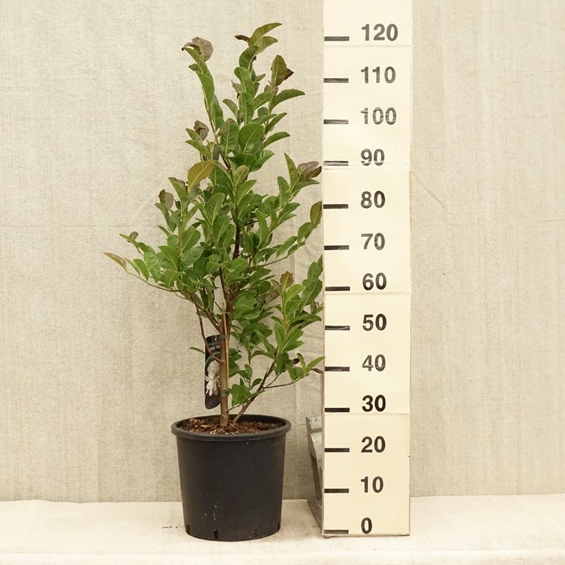 Spécimen de Magnolia loebneri Wildcat Pot de 6L/7L tel que livré en été